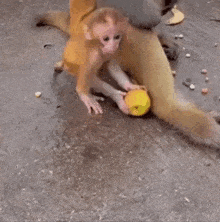 two monkeys are playing with each other on the ground . one of the monkeys is wearing a yellow shirt .