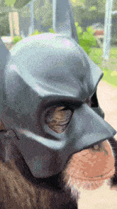 a close up of a batman mask on a cat 's face
