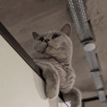 a gray cat is looking up at the camera