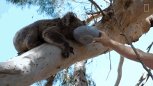 Drinking The Future Of Koalas GIF