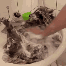 Raccoon Bath GIF - Raccoon Bath GIFs