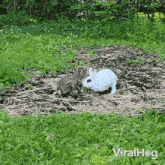 Playful Rabbits Viralhog GIF - Playful Rabbits Viralhog Circling Each Other GIFs