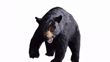 will bear