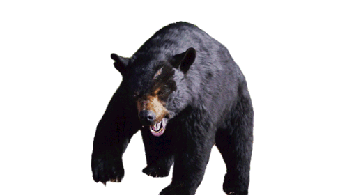 Roaring Cocaine Bear Sticker - Roaring Cocaine Bear Shouting Stickers