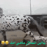 a dalmatian dog is standing next to a horse