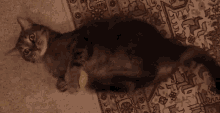 Cat Rapturously Delighted GIF - Cat Rapturously Delighted GIFs