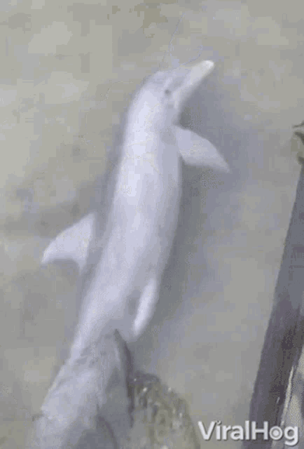 Dolphin Dance GIF - Dolphin Dance - Discover & Share GIFs