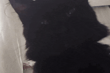 a close up of a black cat 's face with a white background