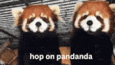 Pandanda GIF - Pandanda GIFs