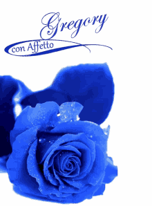 flower gregory con affetto rose blue rose