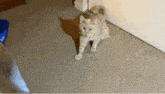 Cat Catjumping GIF - Cat Catjumping Catonbed GIFs