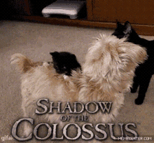 shadow of the colossus kitty cat dog confused