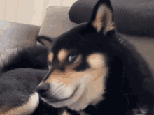 Shiba Max Shiba Inu GIF - Shiba Max Shiba Inu Shibenation GIFs