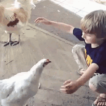 Have You Hugged A Chicken Today? GIF - Cute Boy Chicken GIFs
