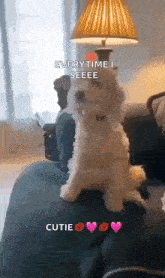 a small white dog is standing on a couch next to a lamp and a lampshade .