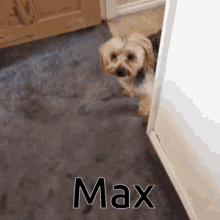 Max Dog GIF - Max Dog Sniff GIFs