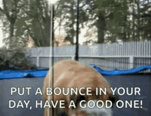 funny animals bulldog bulldog jumping trampoline dog jumping