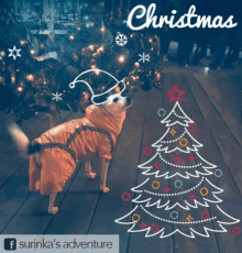 Surinka Dog GIF - Surinka Dog Christmas GIFs