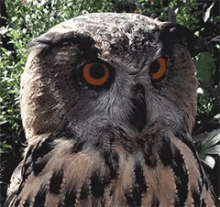 猫头鹰 可爱 生气 低头 GIF - Owl Cute Angry GIFs