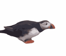 puffin curious hesitant shy timid