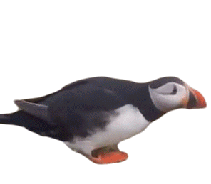 Puffin Curious Sticker - Puffin Curious Hesitant Stickers