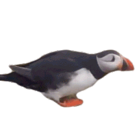 Puffin Curious Sticker - Puffin Curious Hesitant Stickers