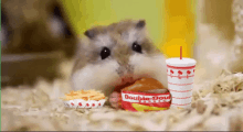 Hamster Eating Double Double And Fries In-n-out GIF