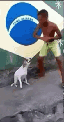Dog Dancing Brazil Dog GIF
