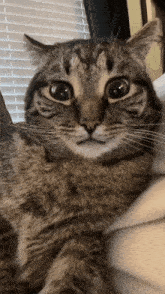 Cat Twitching GIF - Cat Twitching Tweaking GIFs