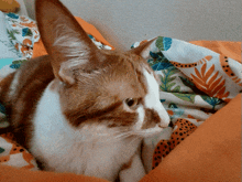 Ugly Cat Goofy Cat GIF - Ugly Cat Goofy Cat I'M All Ears GIFs