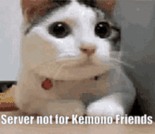 Kemono Friends GIF - Kemono Friends GIFs