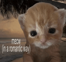 a kitten with the words meow ( in a romantic way ) on the bottom