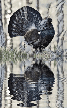 capercaillie western