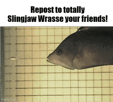 Slingjaw Wrasse Fish GIF - Slingjaw Wrasse Fish Repost To Totally Slingjaw Wrasse Your Friends GIFs