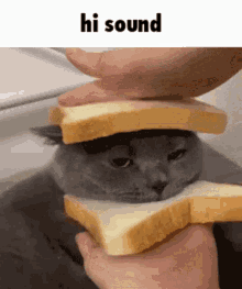 Sound Cat GIF - Sound Cat GIFs