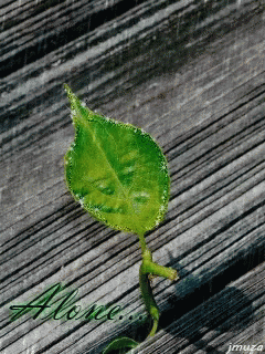 leaf.gif