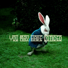 rabbit late