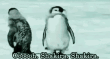 oh shakira dance penguin shake