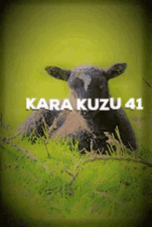 Kara Kuzu41 GIF - Kara Kuzu41 GIFs