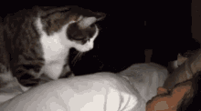 Wake Up Hooman Cat GIF