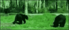 Bearfight GIF - Bear Fight Approaching GIFs