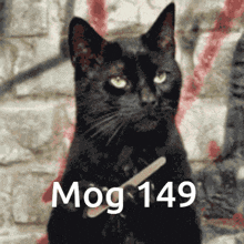 Mog Mogcat GIF - Mog Mogcat Mog 149 GIFs