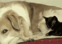 This Is Going To Take Forever GIF - Cat Dog Hair GIFs