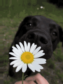 Dogs Cute GIF - Dogs Cute Flower GIFs