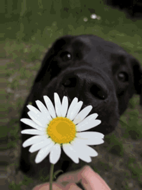 Dogs Cute GIF - Dogs Cute Flower - Discover & Share GIFs