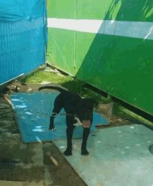 a dog is standing on a blue mat in front of a green wall