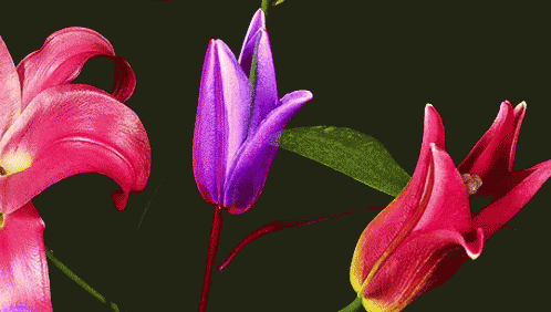 red violet flowers