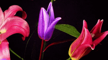 Red Violet GIF - Red Violet Flowers GIFs