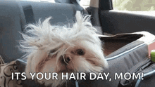 Dogs Unhappy GIF - Dogs Unhappy Bad Hair Day GIFs