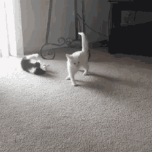 Fight Cat Fight GIF - Fight Cat Fight Unexpected GIFs